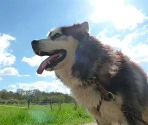 © Office de Tourisme Loire Layon