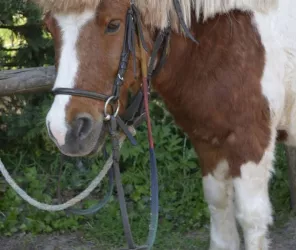 Club Hippique du Havre de Vie