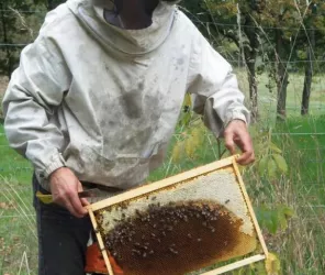 Rucher de la roche aux chênes