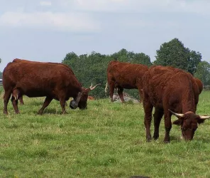 Parc Naturel Régional de Brière