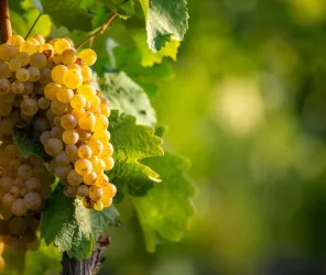 Grand lieu communauté 