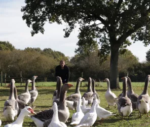 ©Ferme des Becs à Grains
