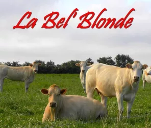 ©La-Bel-Blonde