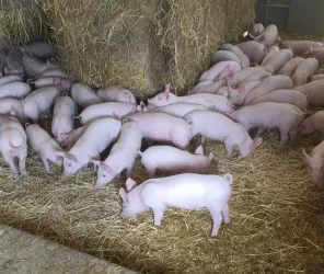 Ferme du Petit Rocher