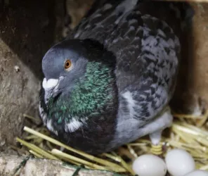 ®Les-pigeonneaux-du-stade