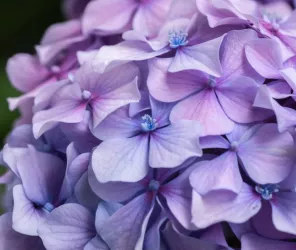 ©Marc-Bouilhol-Horticulture