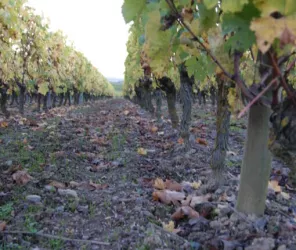 Domaine de la Sivetrie