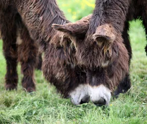 ©Asinerie-Grez-Neuville