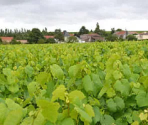 Domaine_Maretière_Tillières