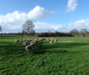 ©les-brebis-anjouées