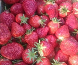 @fermedesgrandschamps