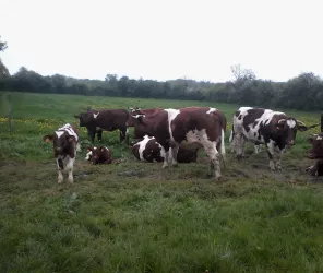 ©Jean-louis-crasnier