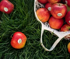 © Verger de la Blottière 