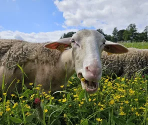 ©Ferme des Belles Bêtes