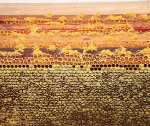 © CC du Mont des Avaloirs - Hélène LELOUP