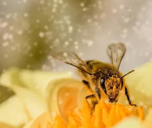 © Myriams fotos de Pixabay