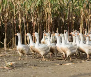 Ferme de l'Oiselière