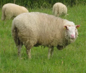 FERME DU MOUTON VERT