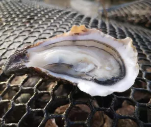 Viviers de la Guittière