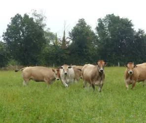 Tout droit réservés