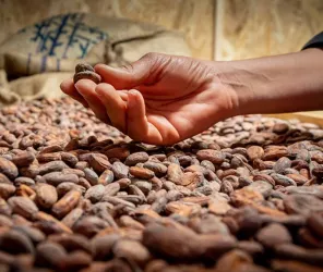 OT Pays de Saint Jean de Monts