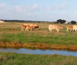 OT Pays de Saint Jean de Monts