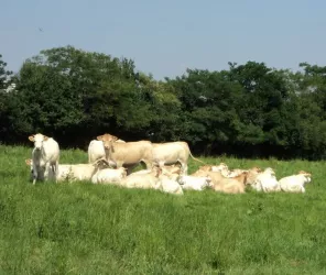 gaec le bois bertrand 