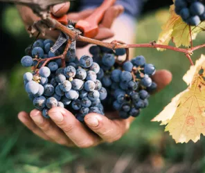 Alexandre HELLEBUYCK