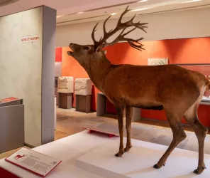 © Ville du Mans Arnaud Despelchain