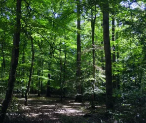 CDC Orée de Bercé-Belinois