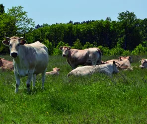 CDC Orée de Bercé-Belinois