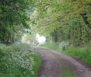 Stephane Archambault