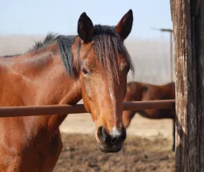 © Les Ecuries du Beuvron - Andrezé