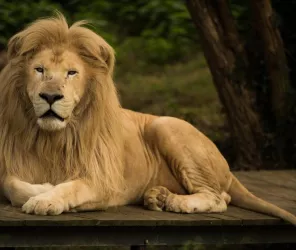 Refuge de l'Arche - Paul Veillon