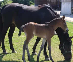 Centre équestre de Châteaubriant