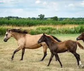 Ranch des bords de Loire