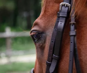 centre equestre brion