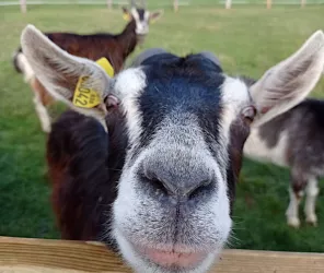 © Il était une ferme