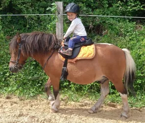 © Les poneys des brumes