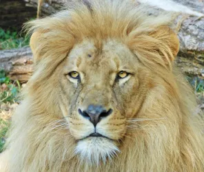 © Natur'Zoo de Mervent