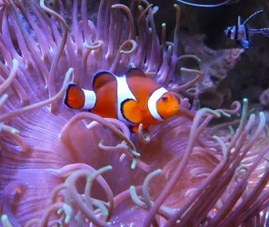 Copyright : Aquarium de Vendée