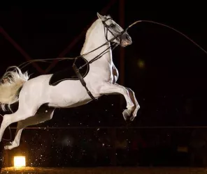 Copyright : Les Écuries d'Artpaillange