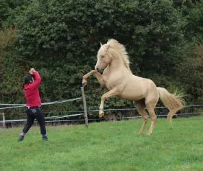 notre étalon Alix de Maesax