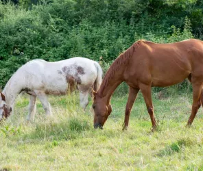 Les Domaines du Fief de la Vie