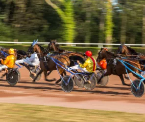 copyright:hippodrome Malbrande 