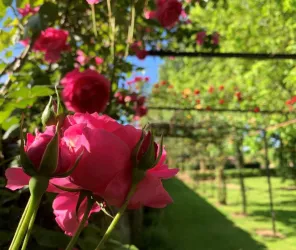 A.Genevaise - SPL SVLT