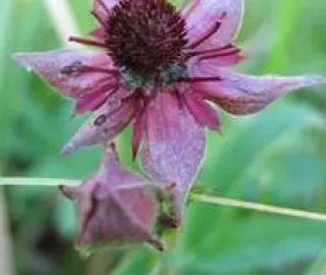 LA TOURBIERE DES BIZEULS