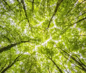 ©Photo libre de droit - Canva