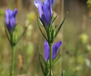 Eric Lantuejoul-CEN Pays de la Loire