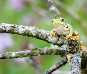 ESPACE NATUREL SENSIBLE DES AJEUX